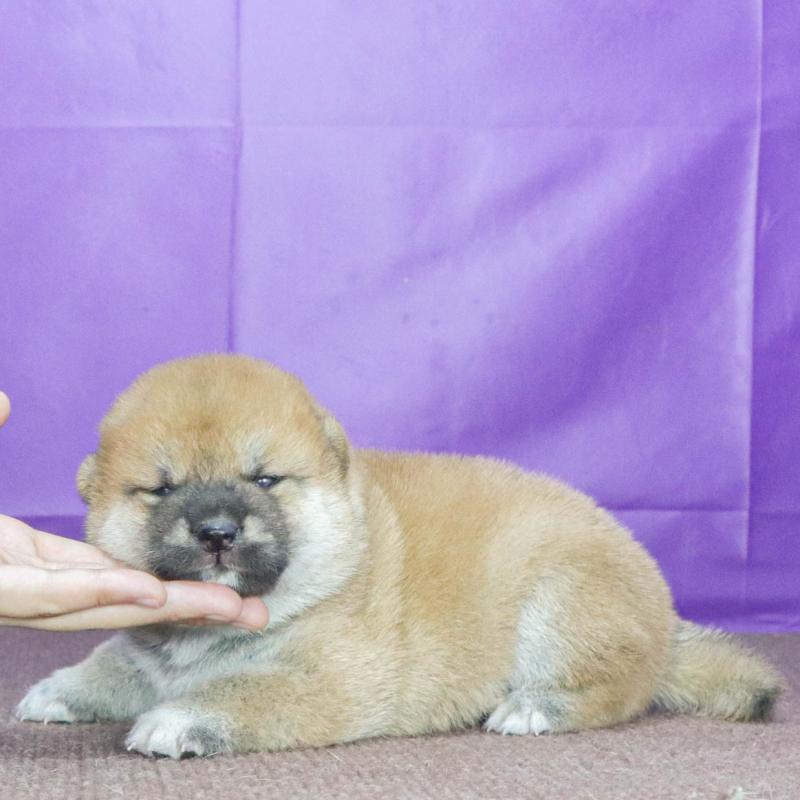 販売中の愛知県の柴犬-408675の2枚目